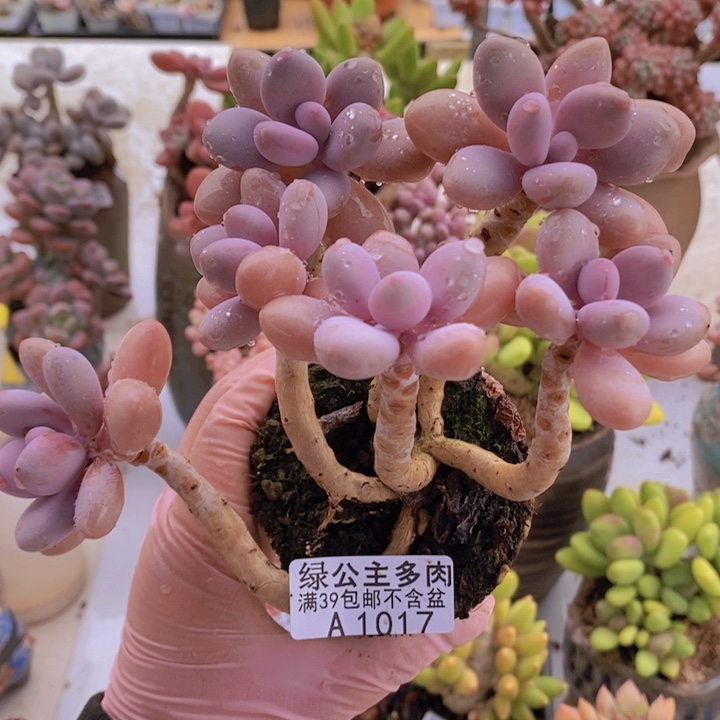 腰糖果桃蛋老桩10cm107多肉