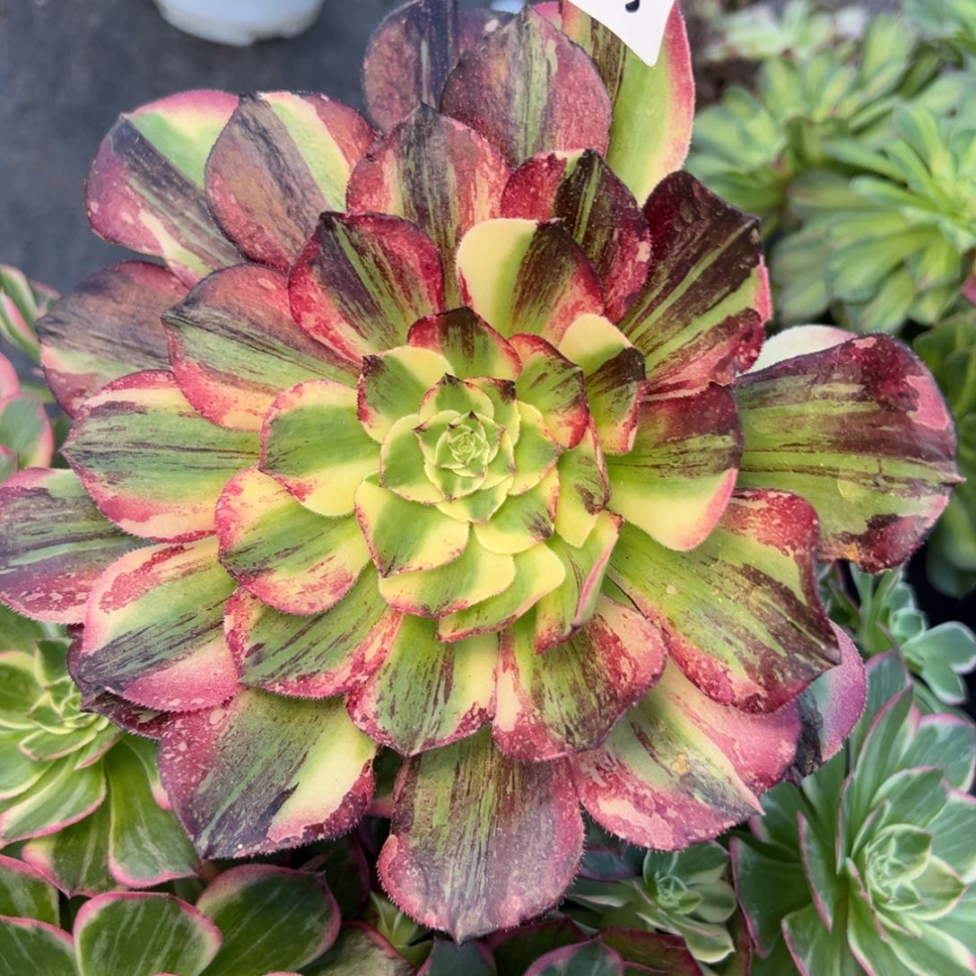 325伯爵无根多肉嘻嘻嘻