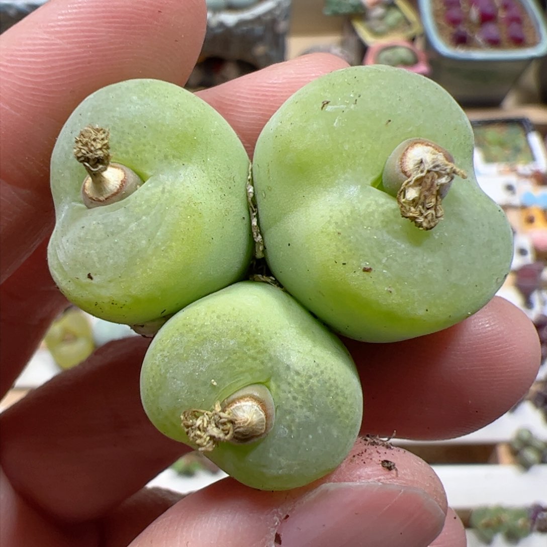 【闪购商品】96 翠光