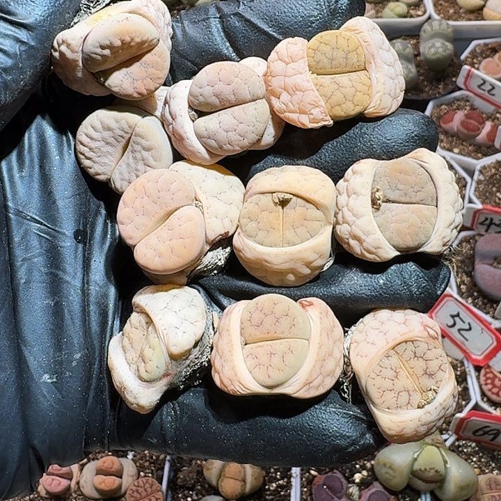 生石花223:：：：。  113