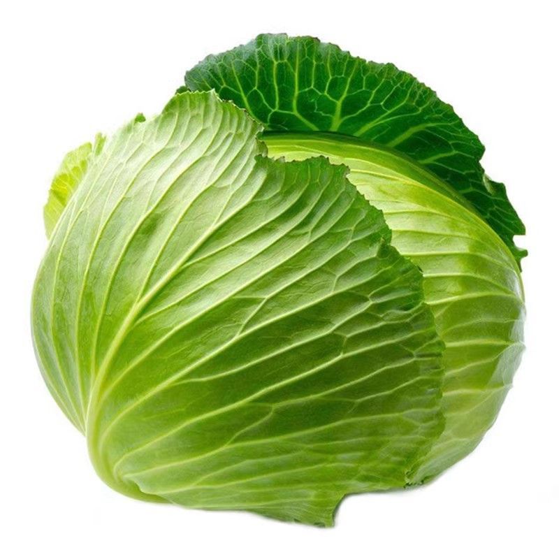 新鲜现摘绿甘蓝圆白菜莲花白蔬菜苗当季蔬菜苗