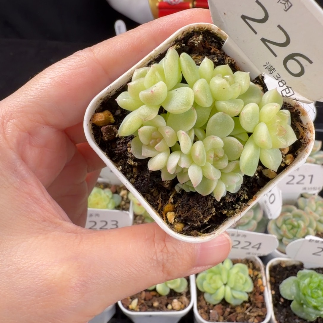 纸鸢七头群226号一颗