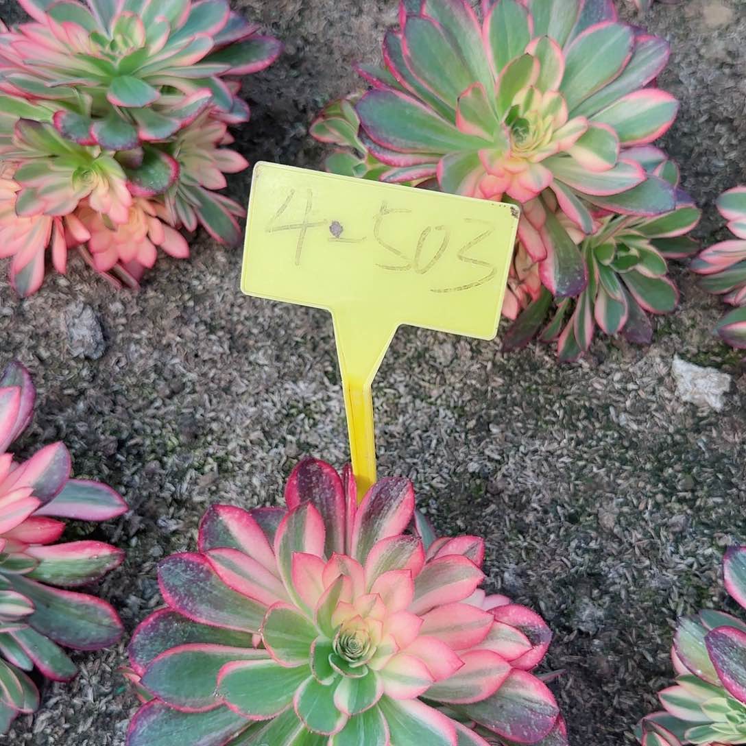 4-503+--多头多肉植物