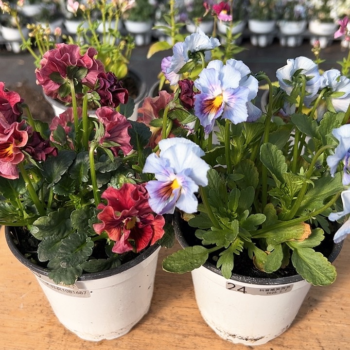 水晶抖音直播闪拍23-24