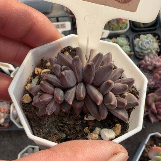 88梵高多肉植物多