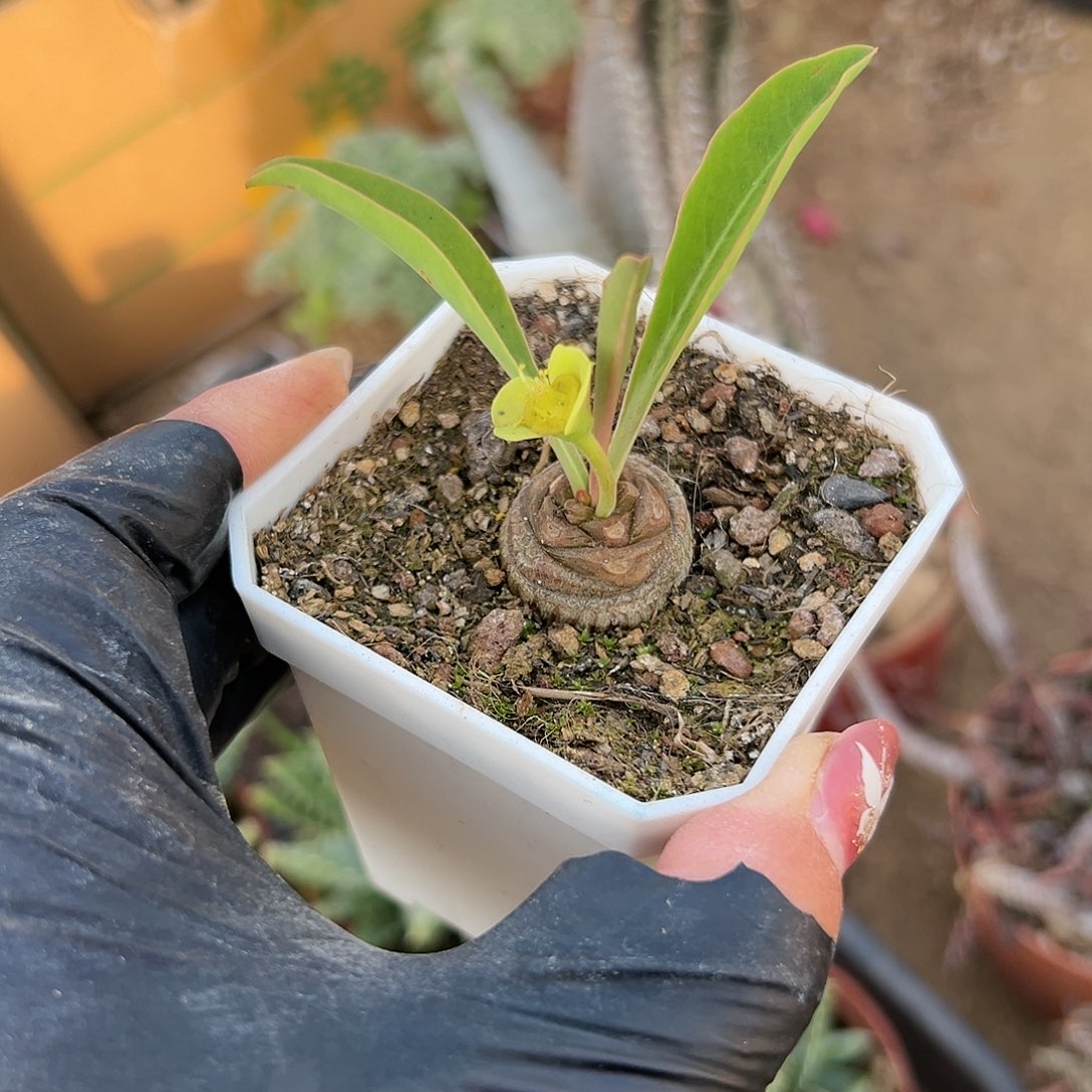 多肉植物铁甲麒麟