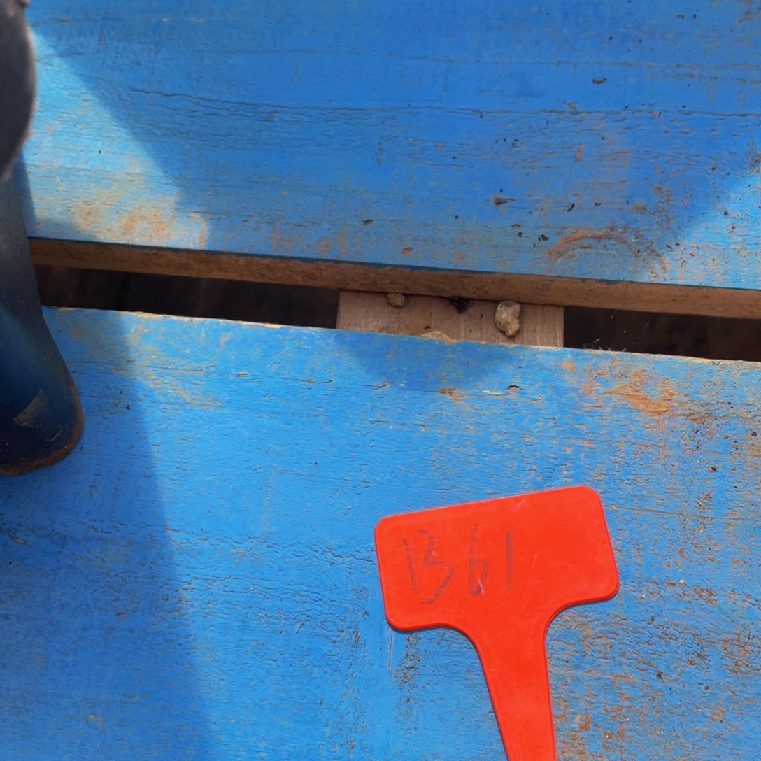 ****幽1361上午多肉植物群生