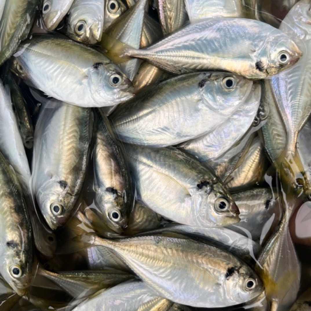 湛江新鲜结尾鱼，5斤顺丰包邮