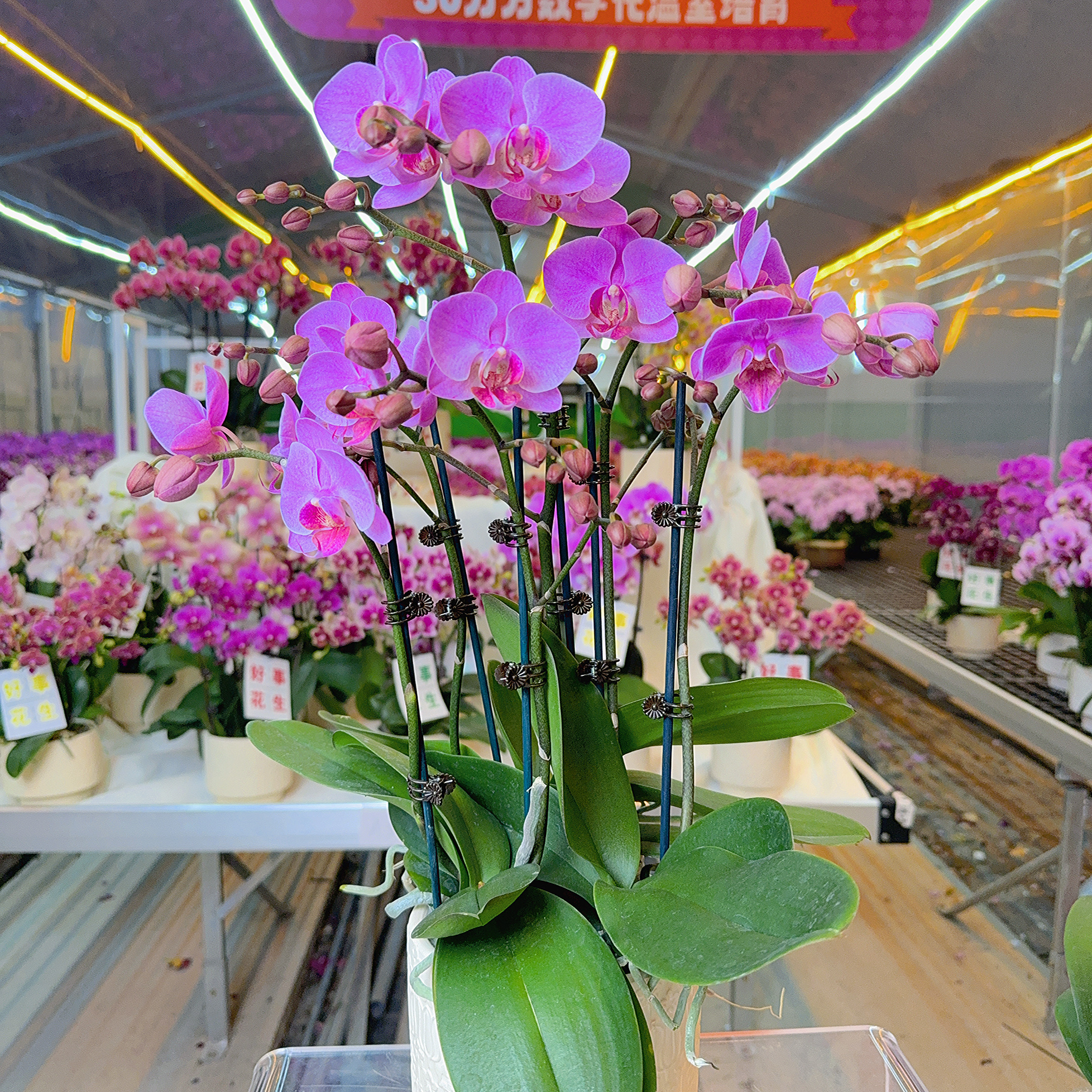 精选蝴蝶兰【蜜糖】紫色蝴蝶兰中型花室内摆放带花带花苞