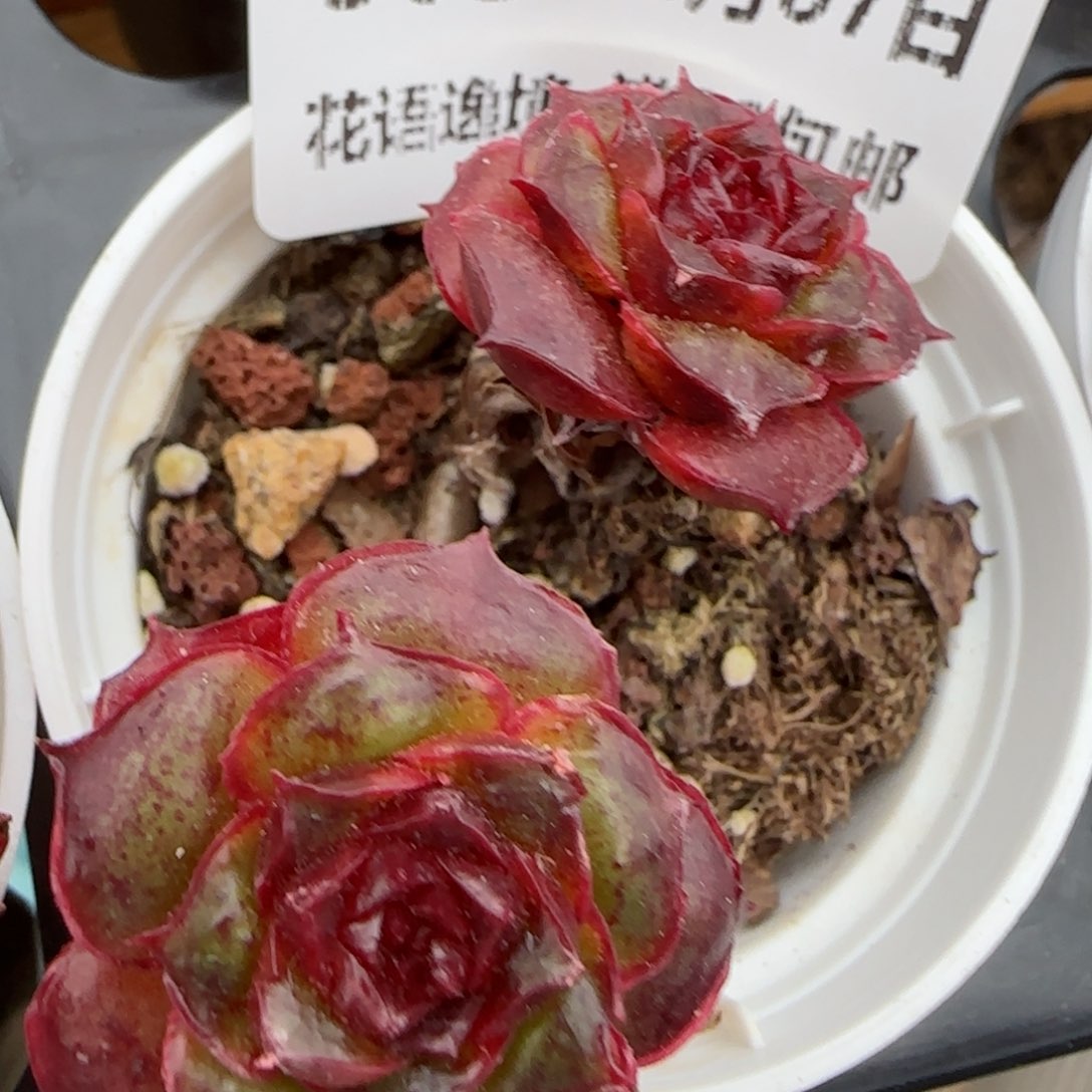 花语逸镜0207-305