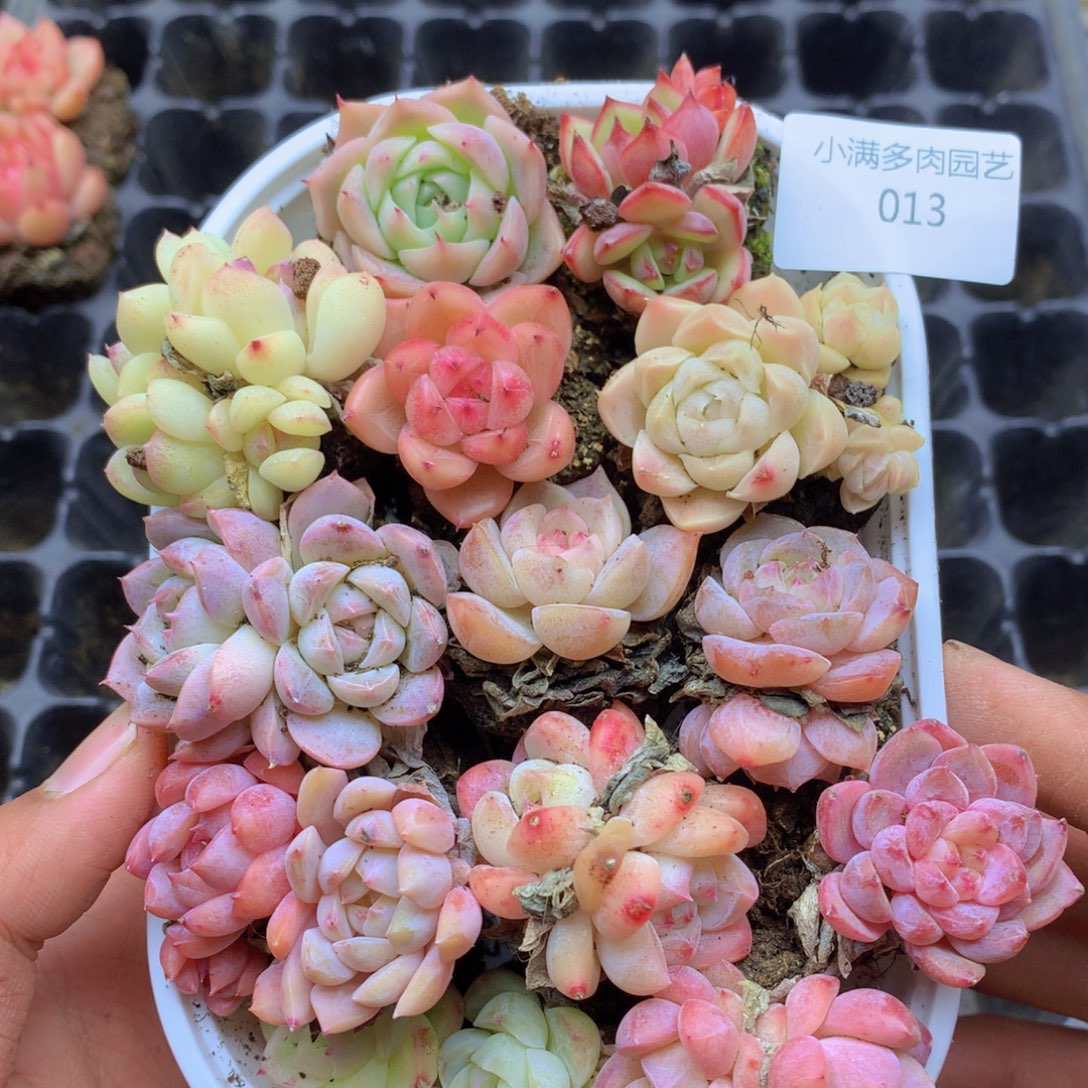 我要睡觉了啊你呢我好013