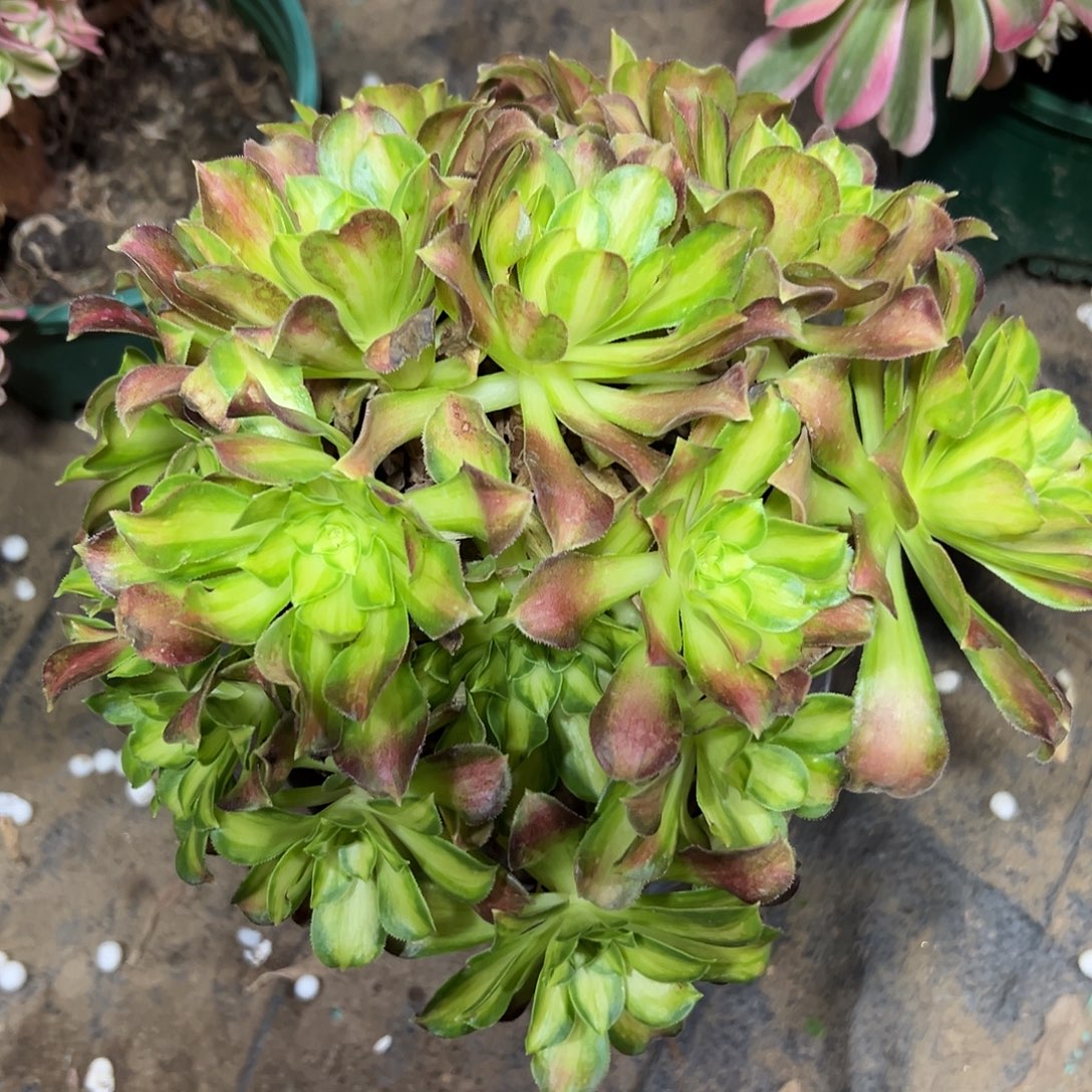 多393肉植物绍花法师