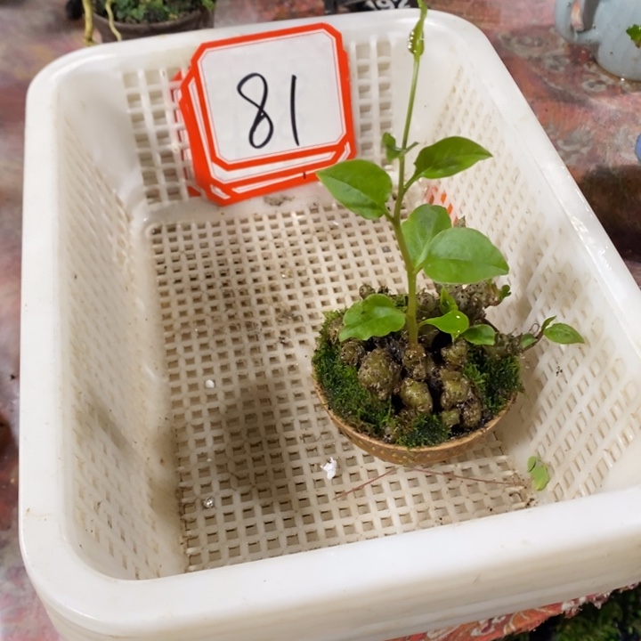 管***是无花朵退款拉黑拉黑81