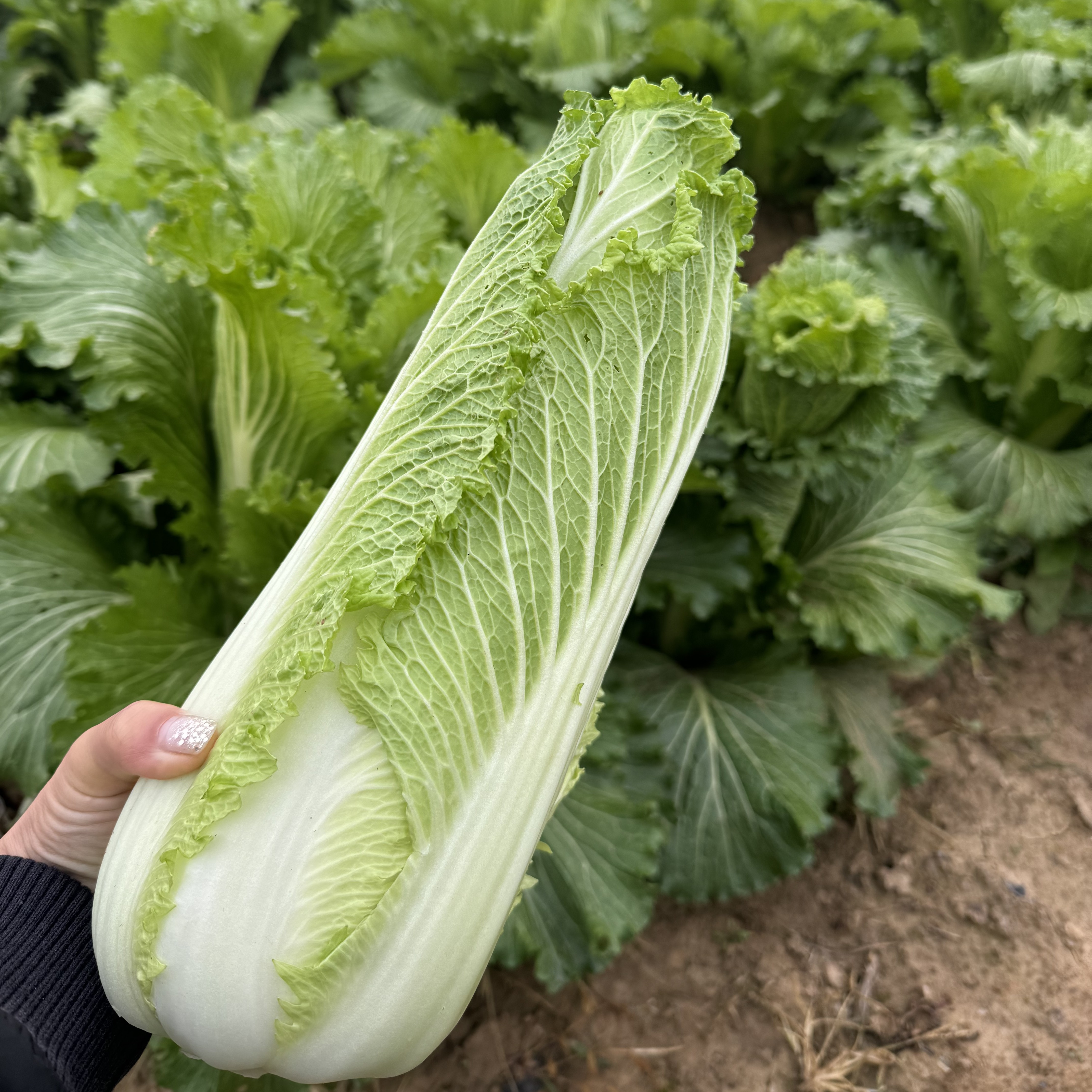 【顺丰快递】绿养道新鲜现砍龙牙菜