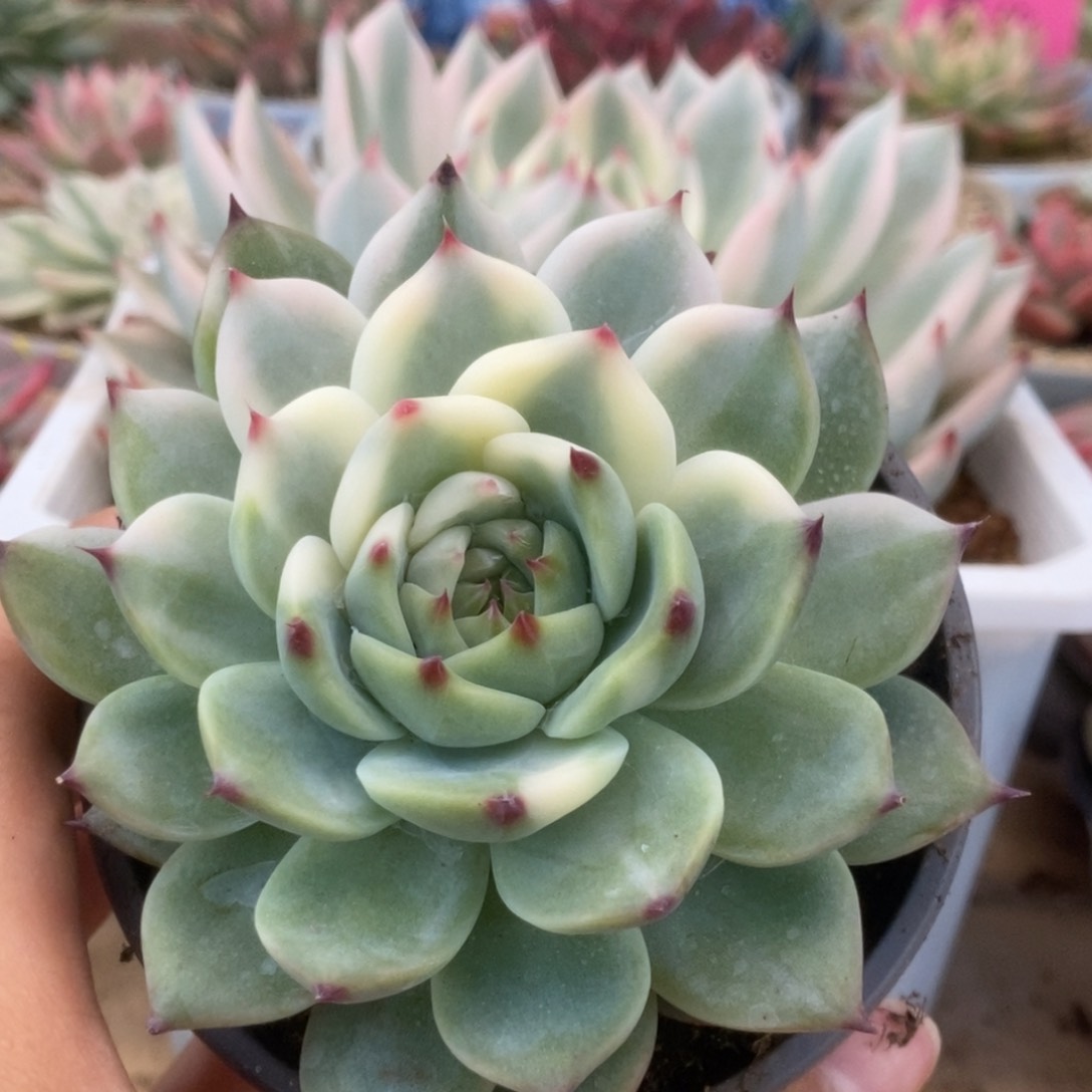 032锦锦锦锦锦锦锦锦锦
