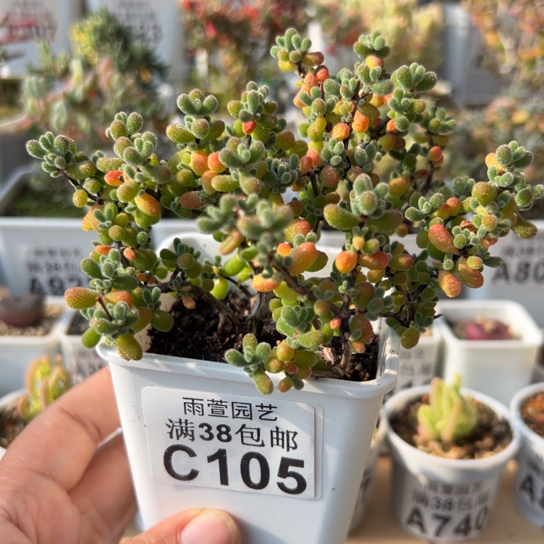4-105枝干番杏多肉3年翡翠老桩造型桩