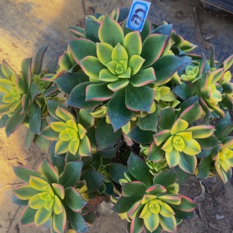 艳日辉多肉植物一物一拍177多肉