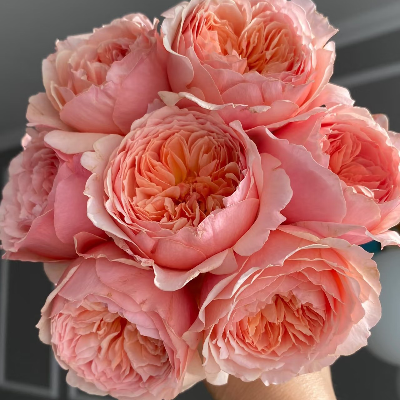 真宙四季开花浓香月季