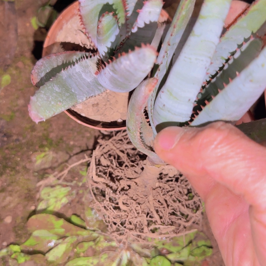 p****块根植物块根植物