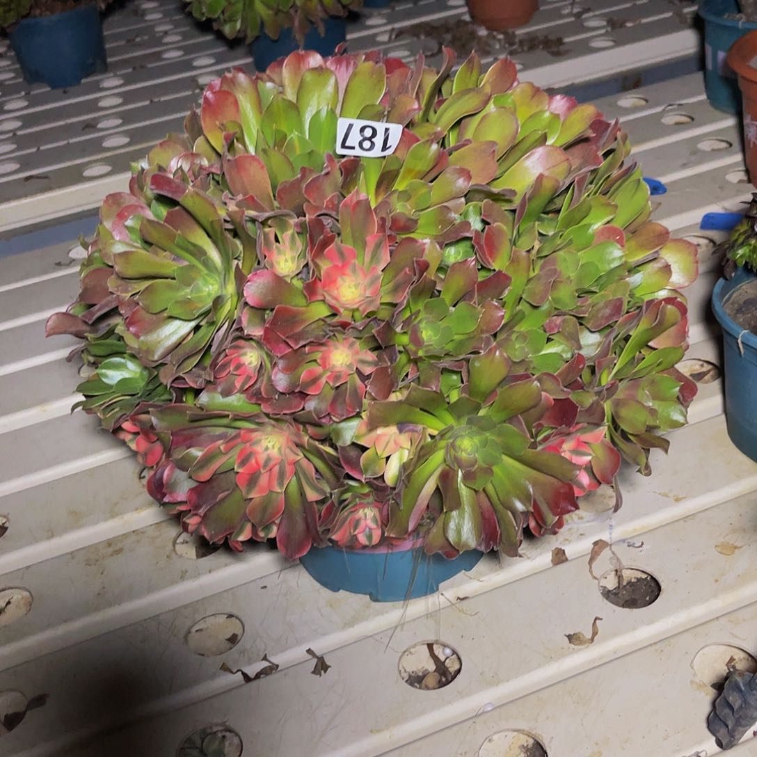 法师法师7-8包邮法师