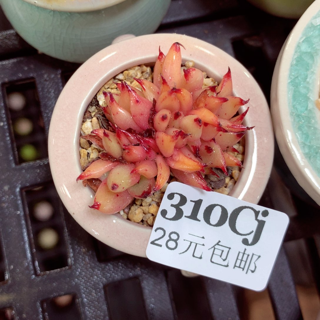 5厘米盆精控多肉310