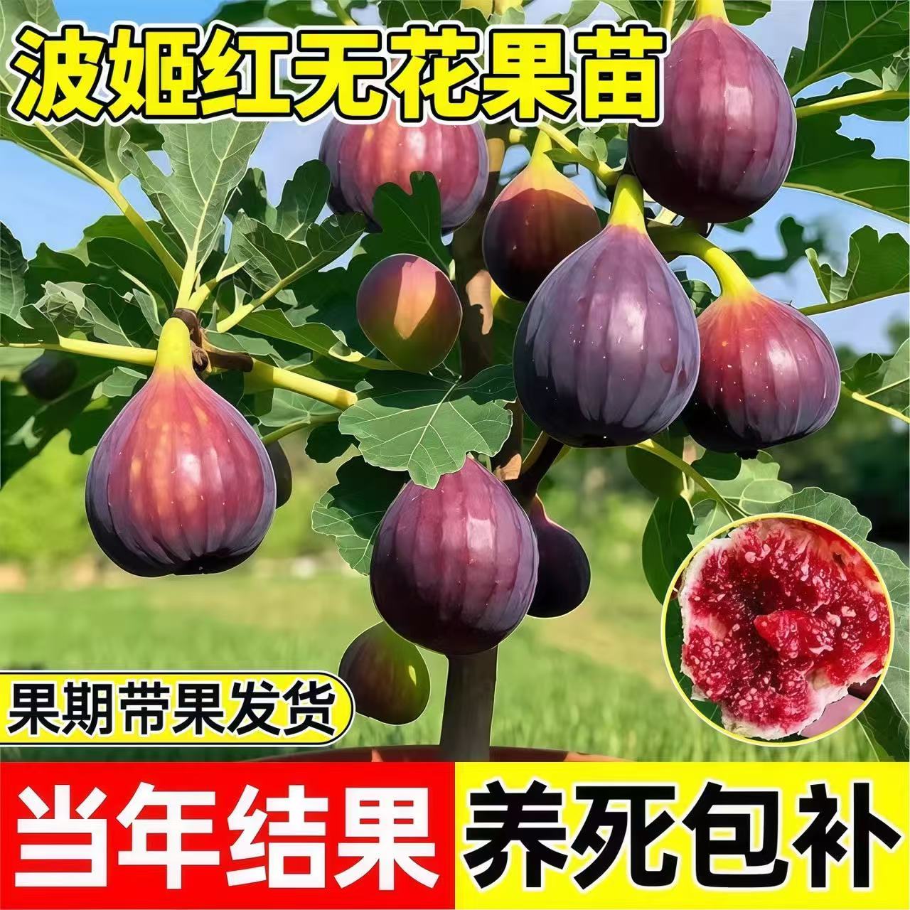 特大波姬红芭劳奈格莱斯无花果树苗四季结果南北方种植盆栽地栽
