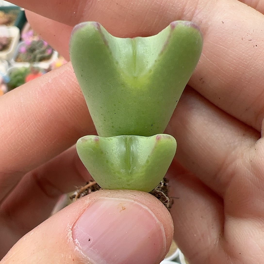 【闪购商品】5 少将