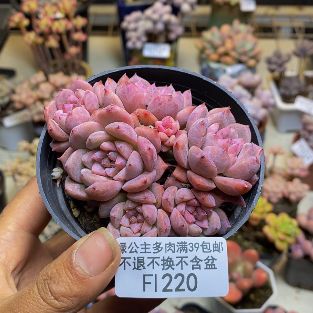 220迷你星星多肉不包整