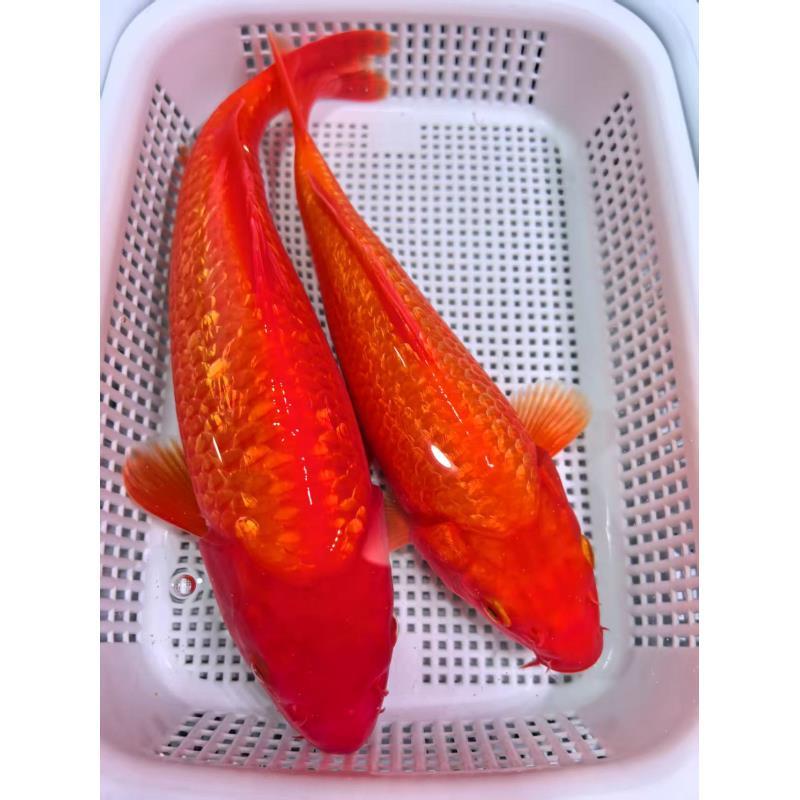 （15）2条闪鳞火鲤17-20公分