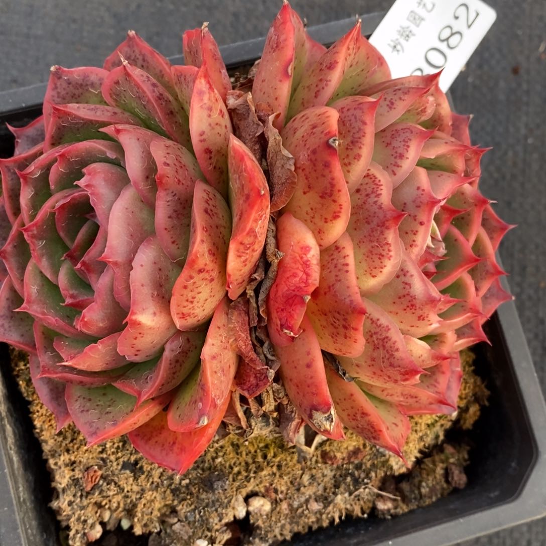 8082杂交多肉老桩