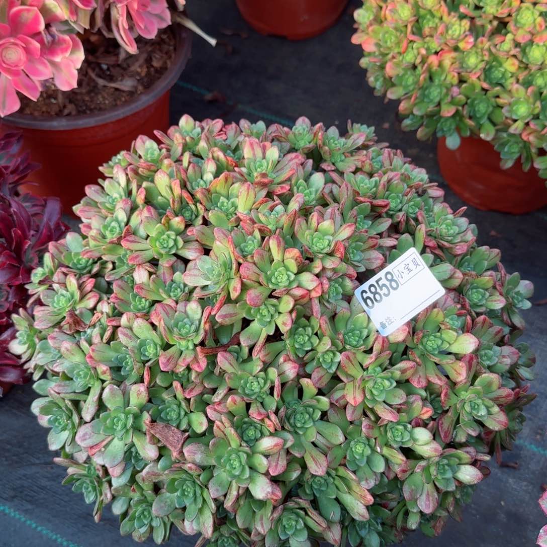 6858小狐狸多肉多肉