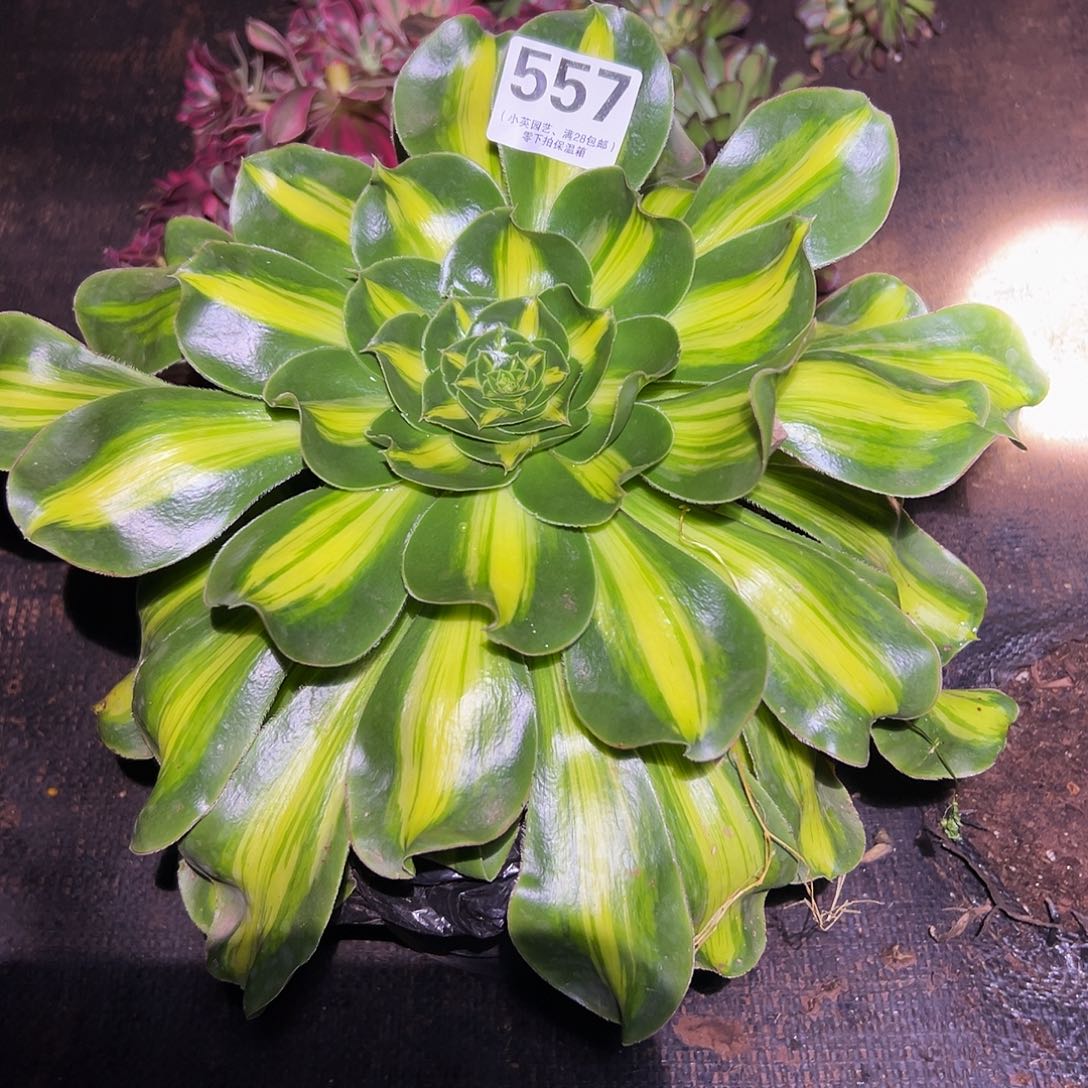 557暴君、多肉植物