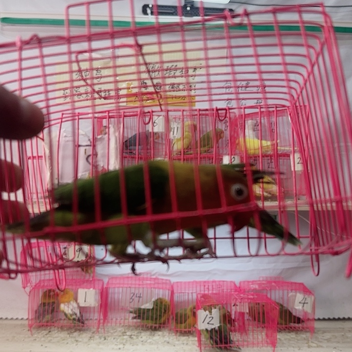 诚***品虎皮鹦鹉一物一拍