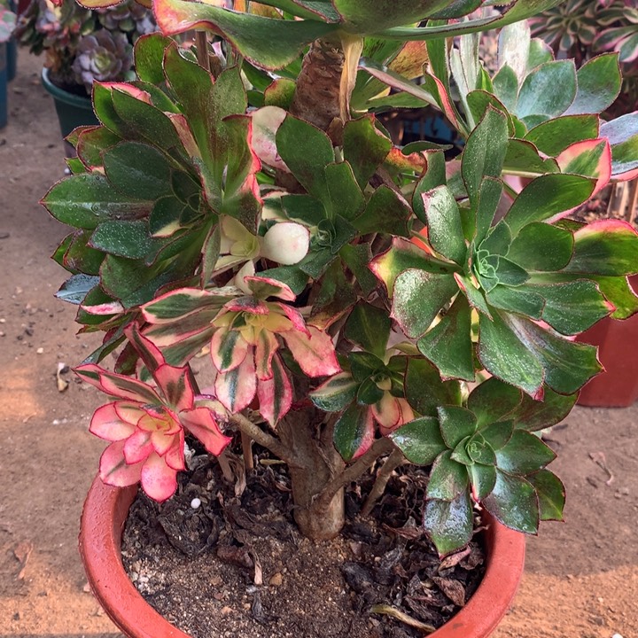 752魅影七彩多肉植物特价