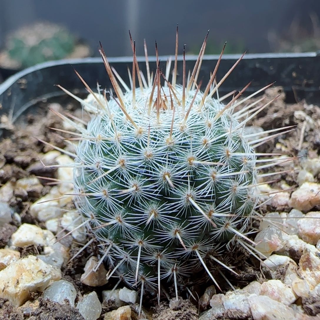 实生白王多肉0000