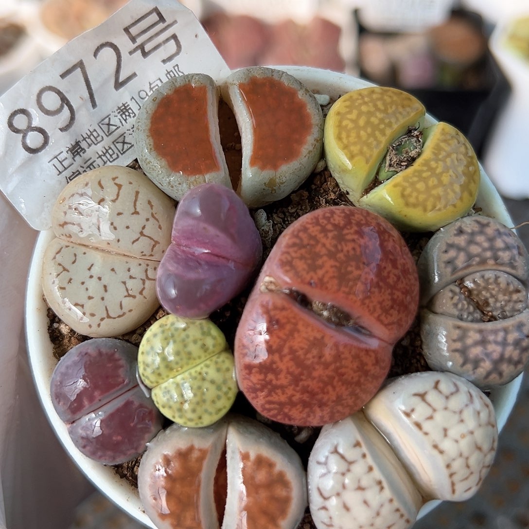 好养易活生石花大母本8972