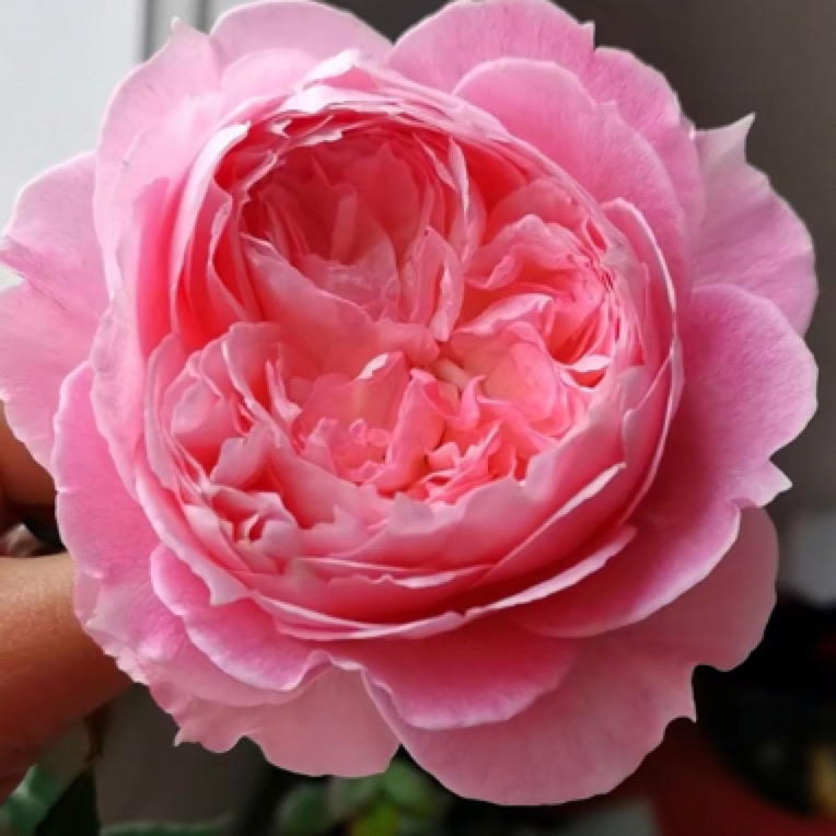 【独棵两加仑忘忧】耐晒粉色四季开花灌木盆栽阳台花卉