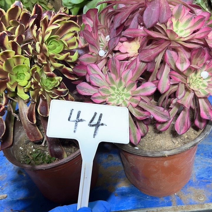 多肉植物组合3个