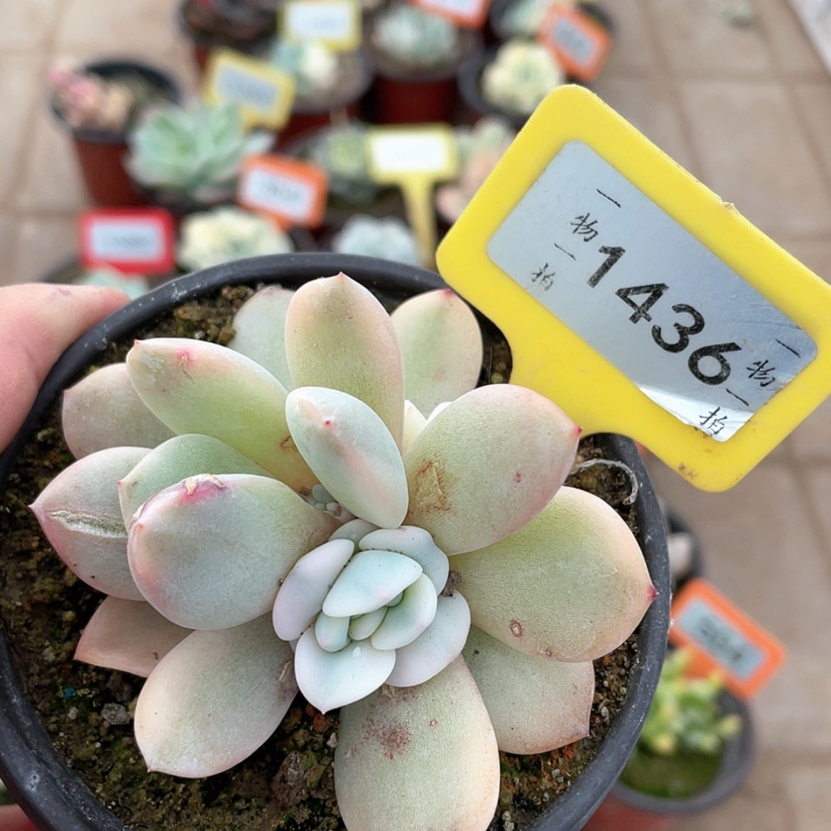 【闪购商品】1436号