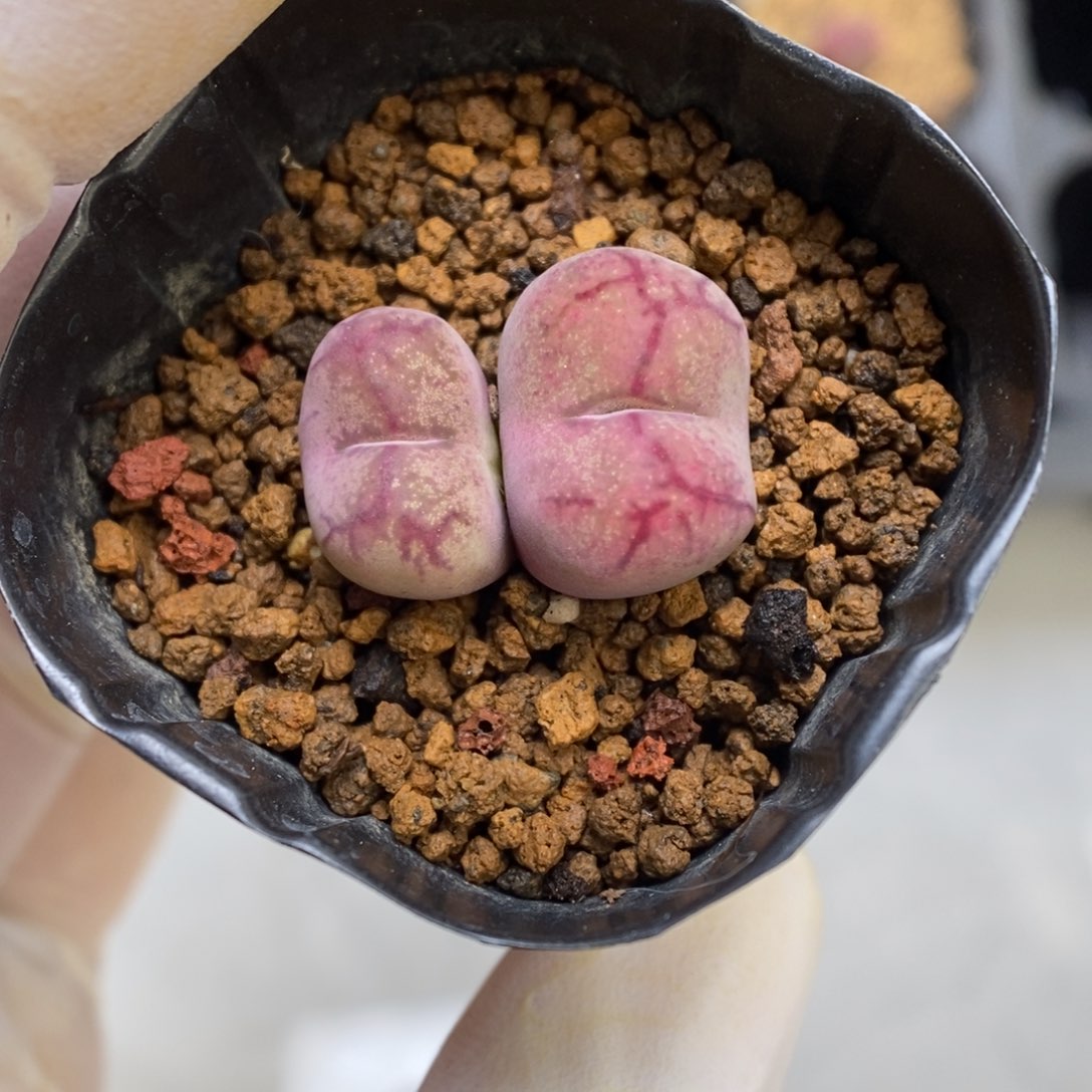 多肉植物肉锥杂交K-1061