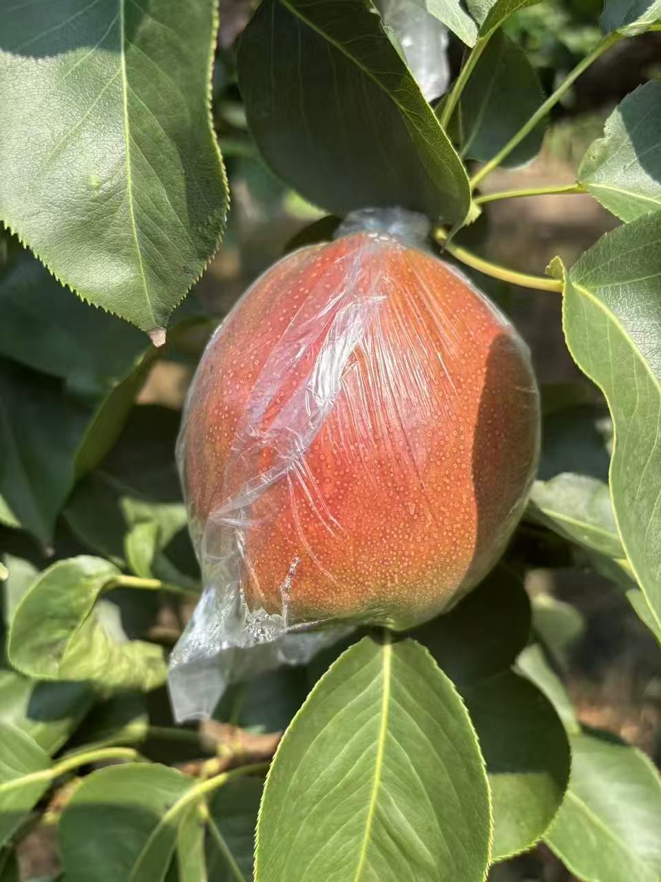 (刘二婶专属）媚梨七号 香梨大果 五斤装（7到9个）