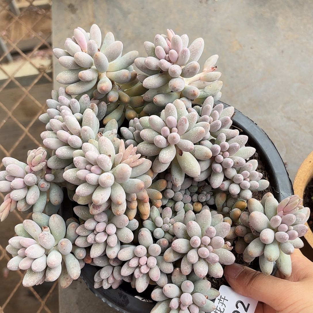 同温层多肉婴儿手指192