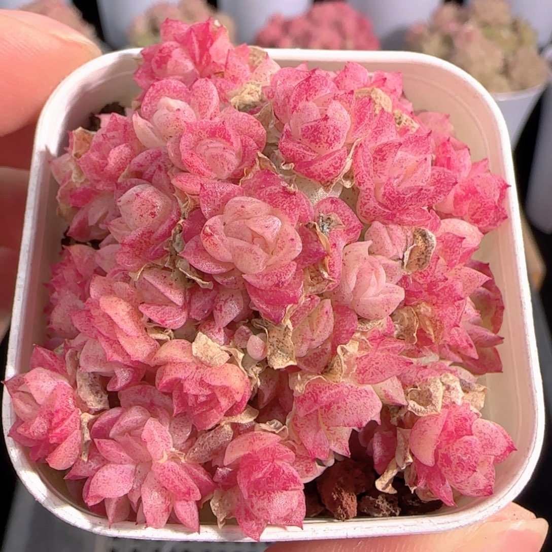 多肉0103-126优选麦秆群