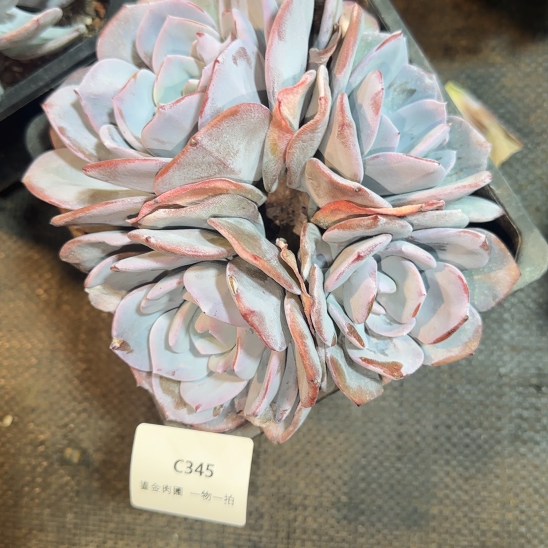 叁***月C345奶茶4头      