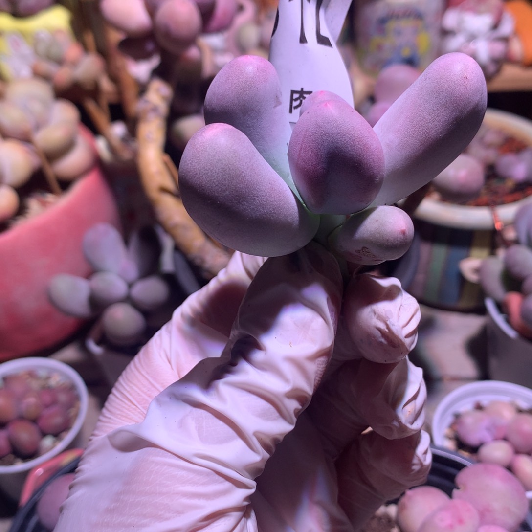 米可奶酪多肉312