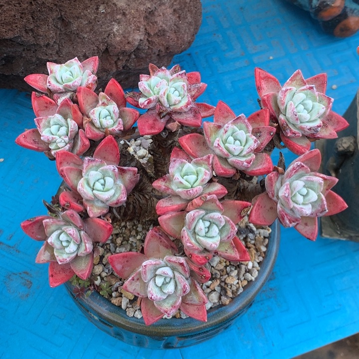 韩货法瑞杂，2月8日发货