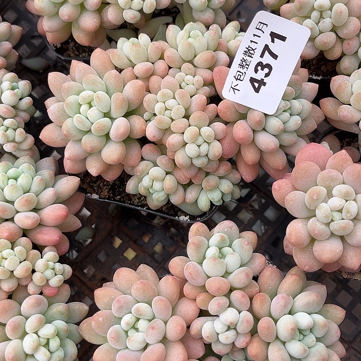 阿雅园艺。         4371鱼子酱