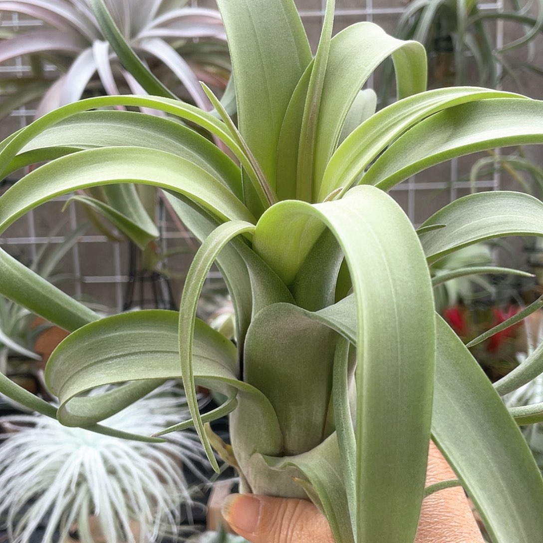 大***然花卷57号空气凤梨