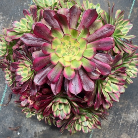 多肉植物五天姬锦。