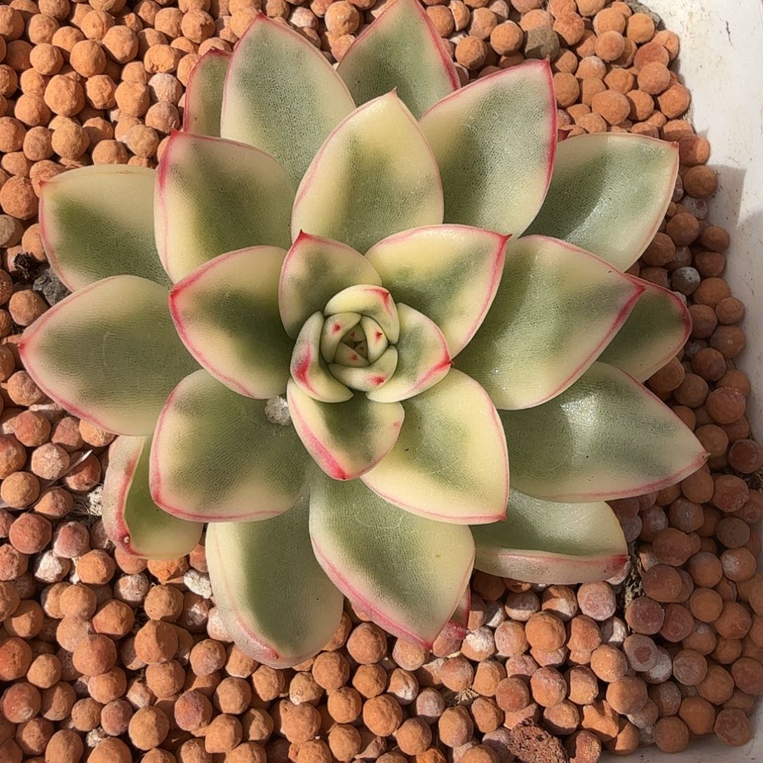 阿斯娜锦，多肉植物